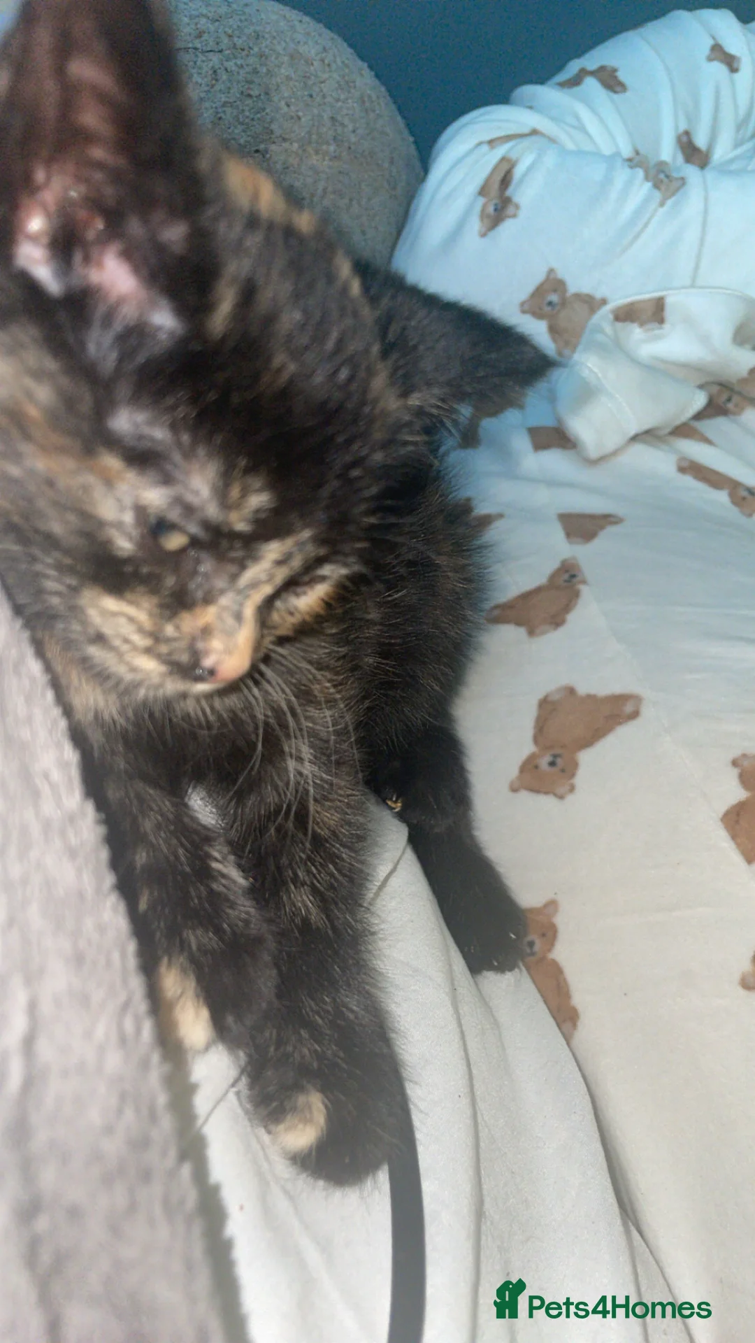 Turkish Angora cats for sale: Turkish angora x BSH  - Advert 2