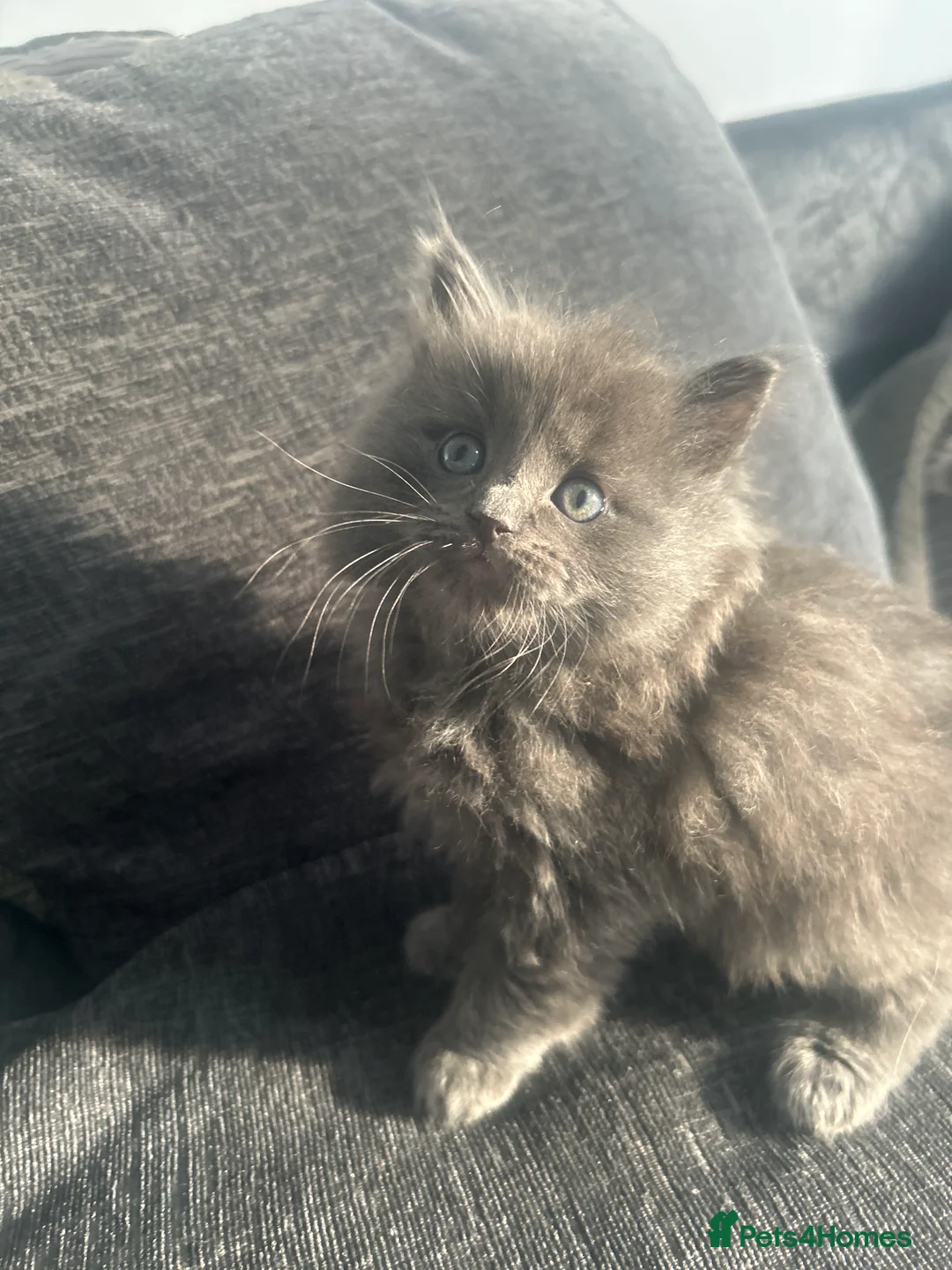 Ragdoll cats for sale: give one of these rare ragdolls a forever home  - Advert 3