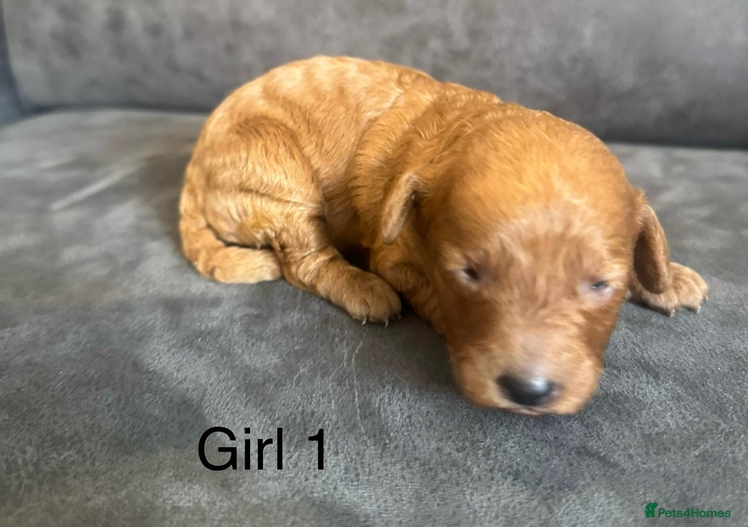 Miniature Poodle dogs for sale: Stunning miniature poodles available - Image 16