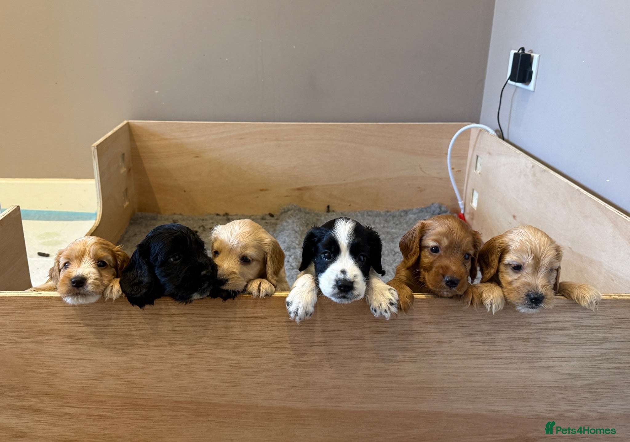 Cockapoo dogs Beautiful Cockapoo Puppies  - Advert 13