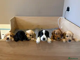 Cockapoo dogs Beautiful Cockapoo Puppies - Advert 13