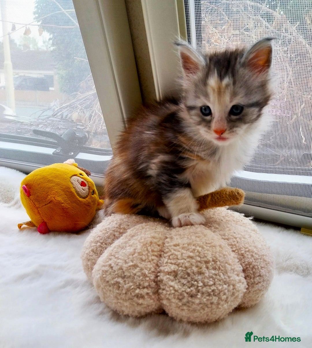 Maine Coon cats for sale: Stunning XL Maine Coon Kittens. Tica Reg. Tortie. - Image 5