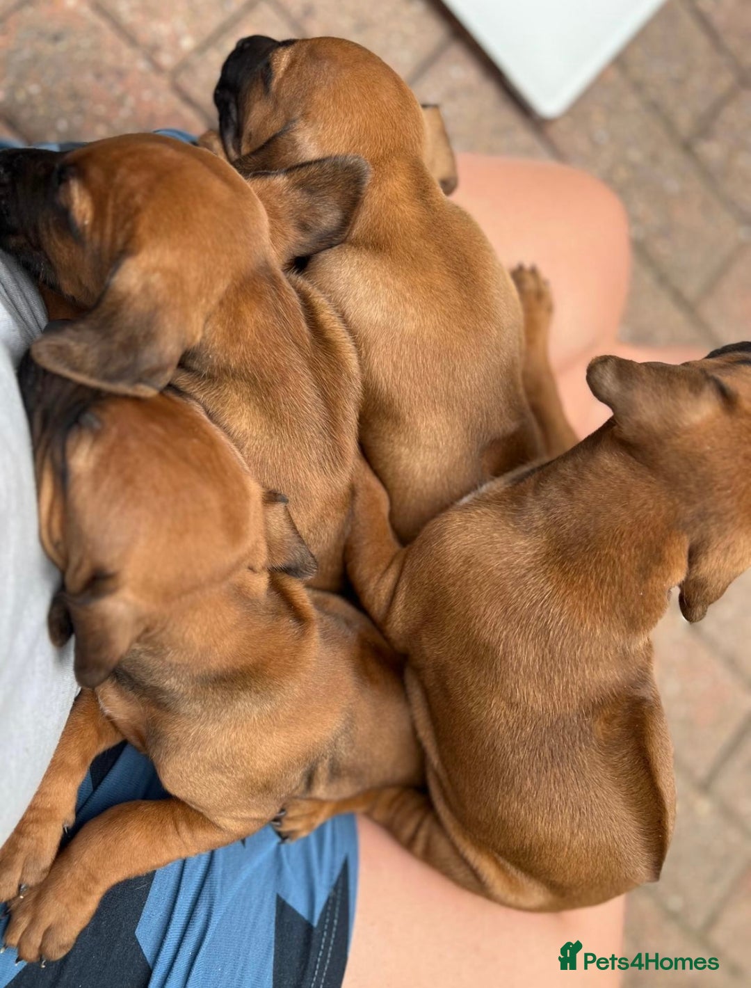 Rhodesian Ridgeback dogs for sale: 4 Gorgeous RR puppies !  - Image 4