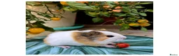 Guinea Pig rodents for sale: Baby Guinea Pigs for Sale! in Castleford - Advert 15