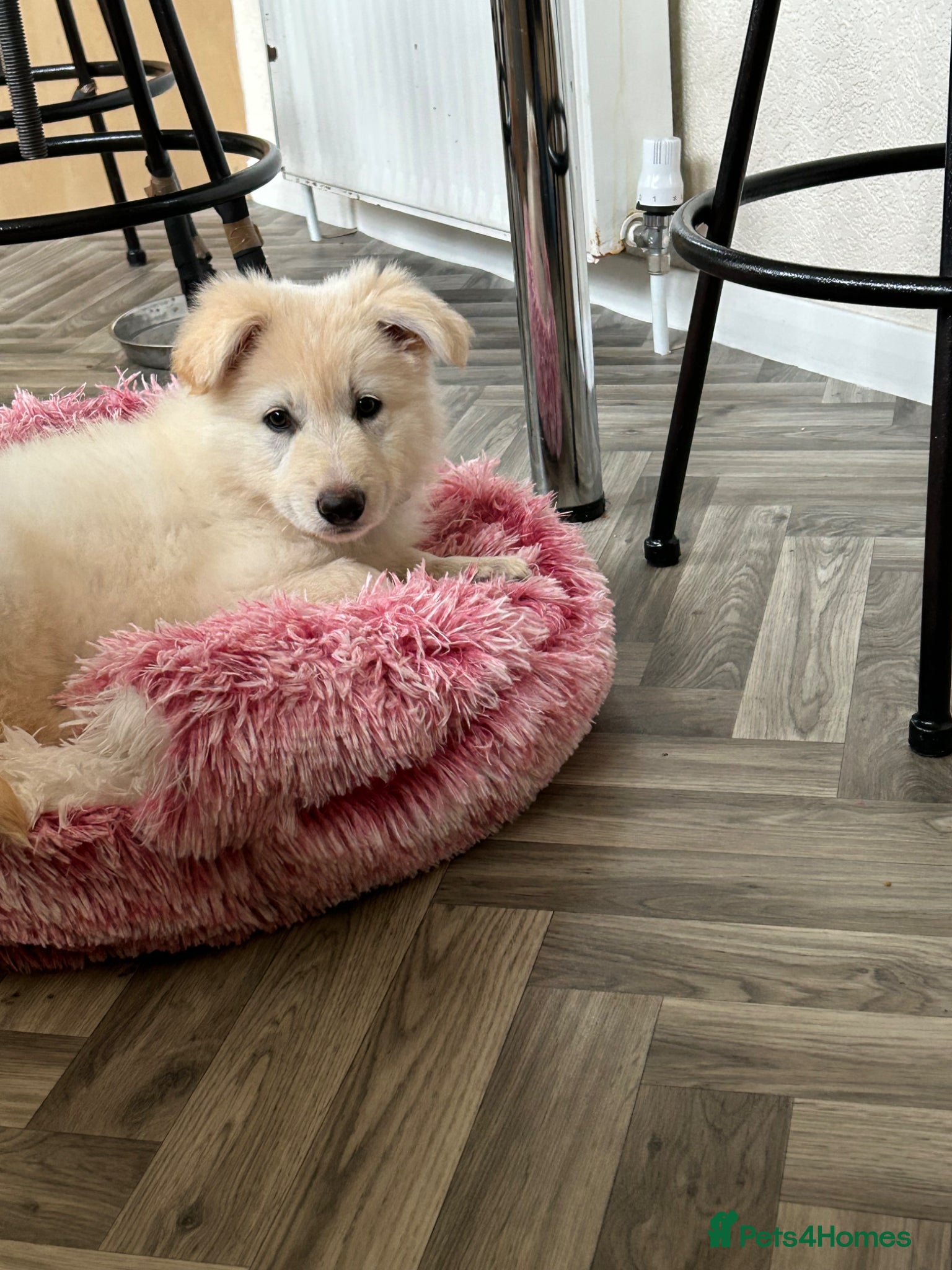 German Shepherd dogs 5 Remaining Stunning KC Reg German Shepherds - Advert 2