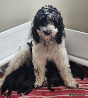 Cockapoo dogs - Advert 9
