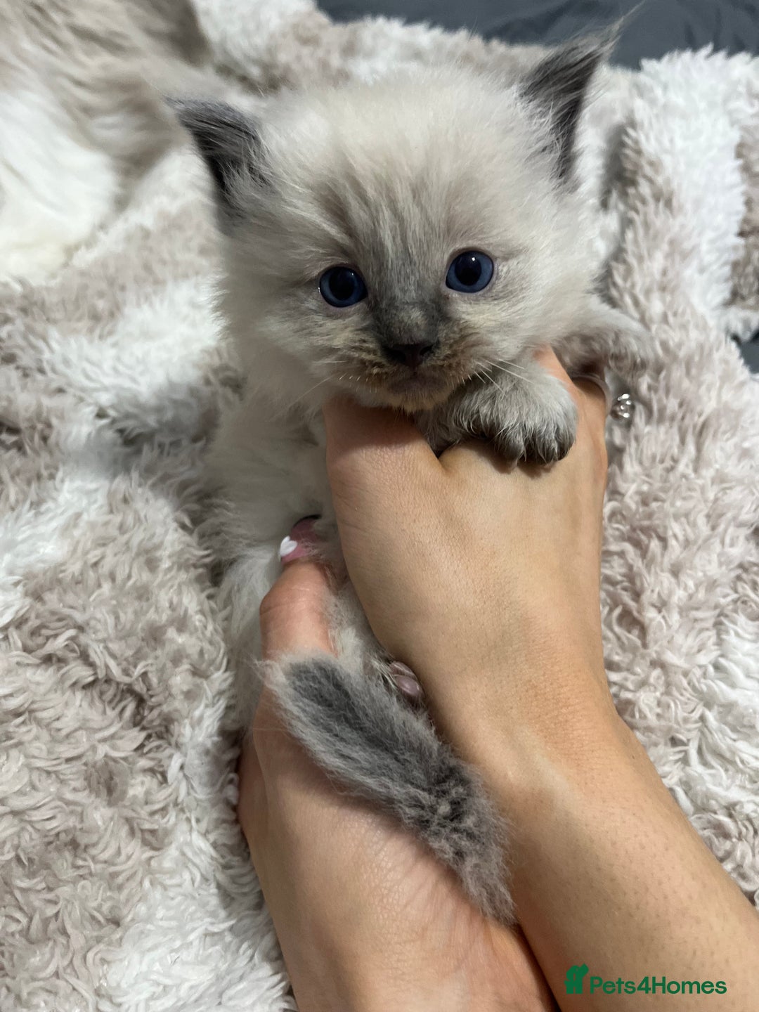 Ragdoll cats for sale: BEAUTIFUL FULL PEDIGREE RAGDOLL KITTENS - Advert 5