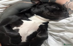 Mixed Breed dogs for sale: Piglet  - Image 3
