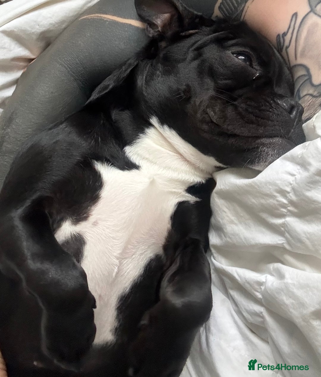 Mixed Breed dogs for sale: Piglet  - Image 3