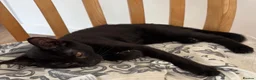 Domestic Shorthair cats for adoption: Vaccinated Rescue Kittens  - Advert 6