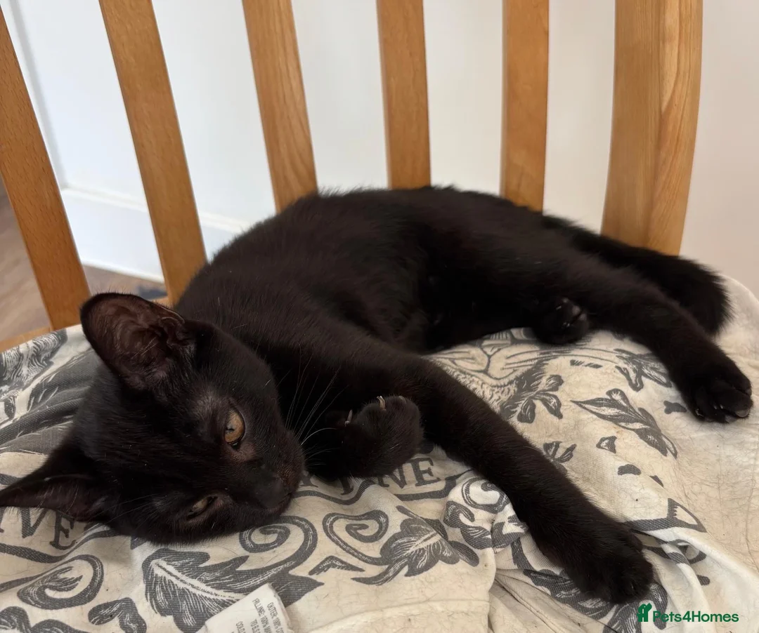 Domestic Shorthair cats for adoption: Vaccinated Rescue Kittens  - Advert 6