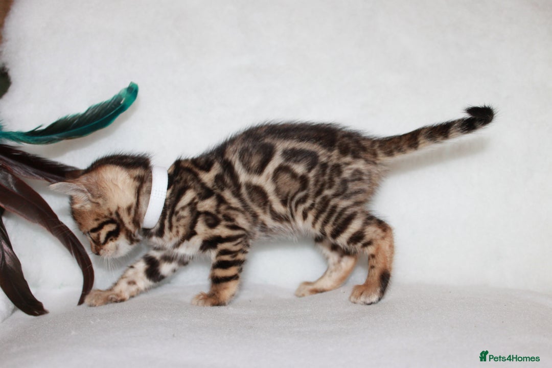 Bengal cats for sale: Pedigree TICA Bengal Kittens - Ready 07/01/26 - Advert 12