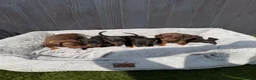 Dachshund dogs for sale: Dachshund  - Advert 2
