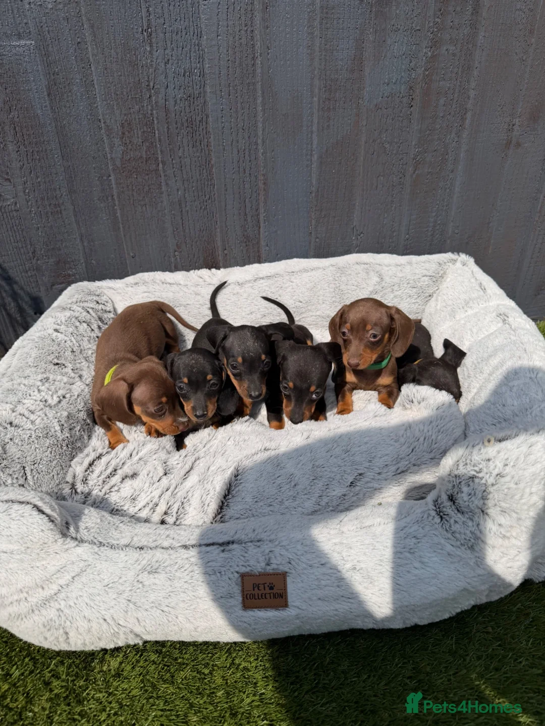 Dachshund dogs for sale: Dachshund  - Advert 2