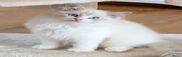 Ragdoll cats for sale: INDOOR GCCF REGISTERED RAGDOLL KITTENS - Advert 19