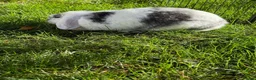 Mini Lop rabbits for sale: 2 beautiful girls  in Chorley - Advert 7