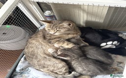 British Shorthair cats for sale: Half British shorthair for sale - Image 16