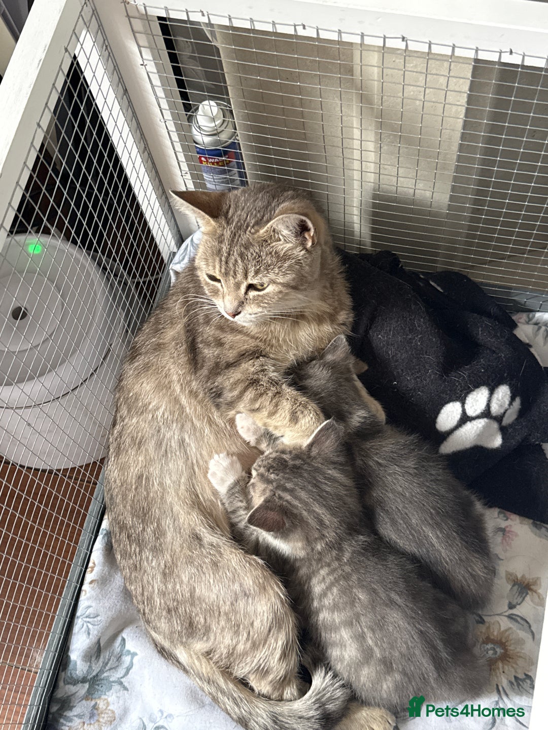 British Shorthair cats for sale: Half British shorthair for sale - Image 16