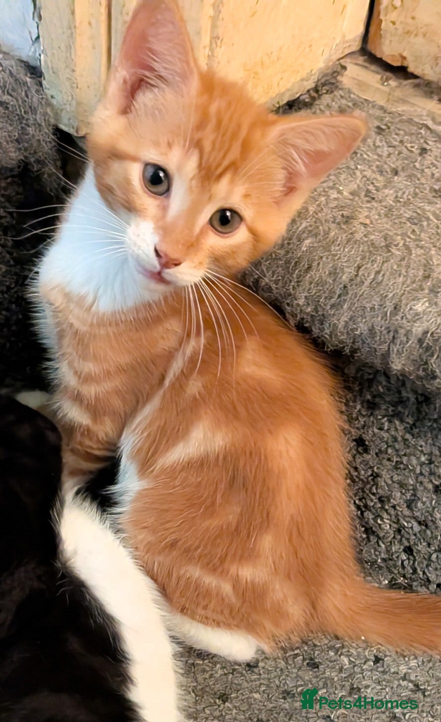 Mixed Breed cats Beautiful domestic x ragdoll kittens  - Advert 2