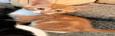 Mixed Breed Kitten 1 