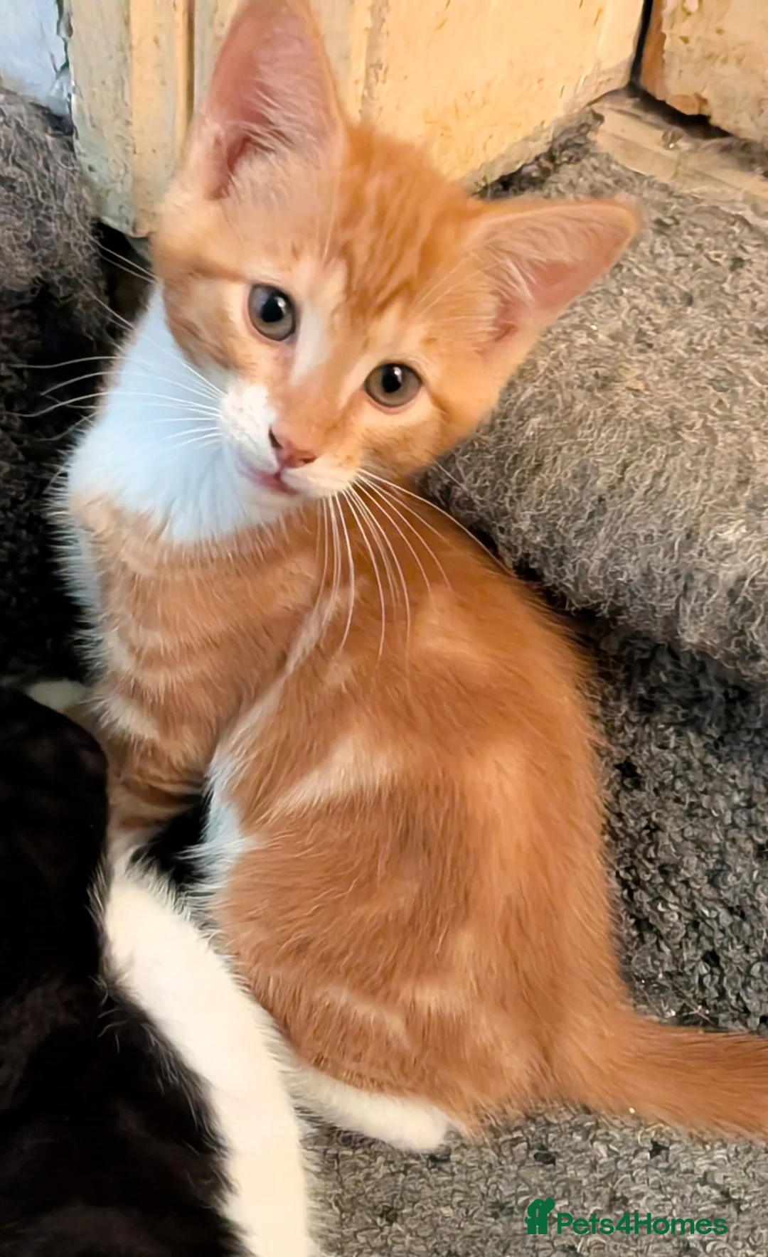 Mixed Breed cats for sale: Beautiful domestic x ragdoll kittens  - Advert 2