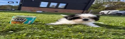 Cava Tzu dogs for sale: Gorgeous Cavatzus – Cavalier × Shih Tzu Puppies - Advert 16