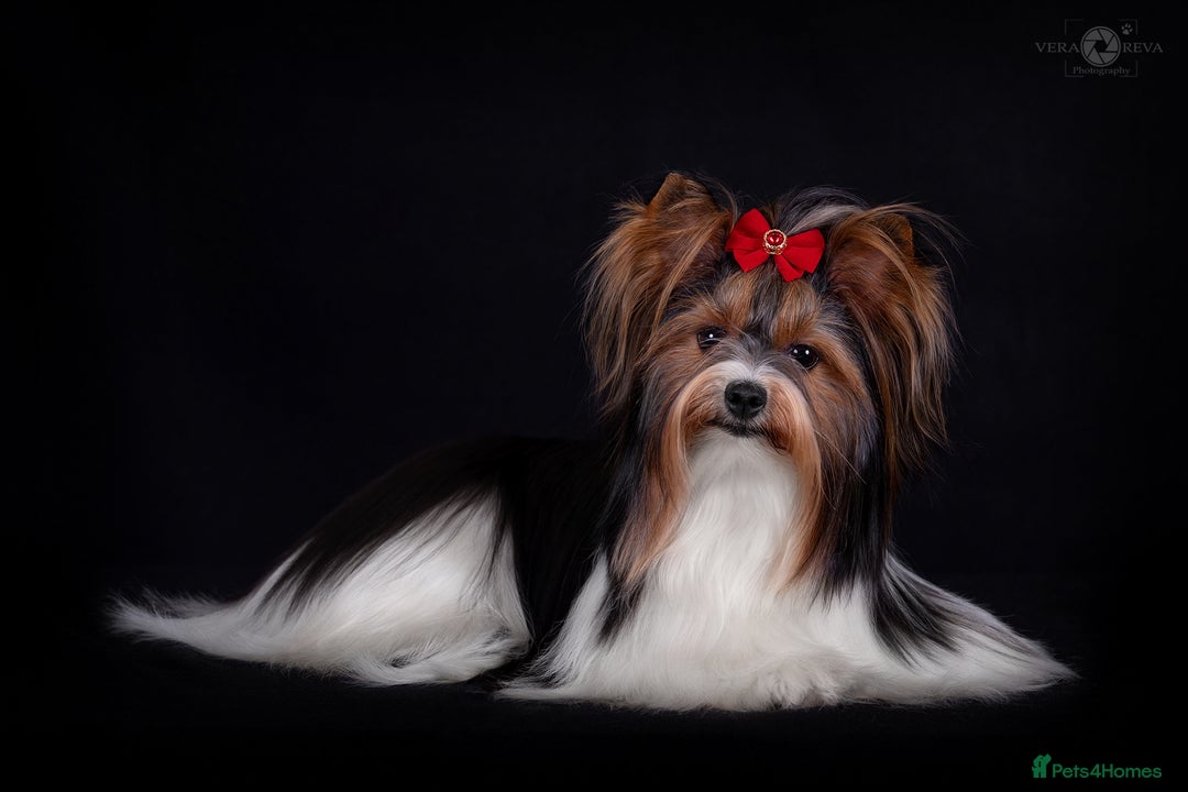 Yorkshire Terrier dogs for sale: DNA tested parents! Pure Breed Puppy BOY! - Advert 3