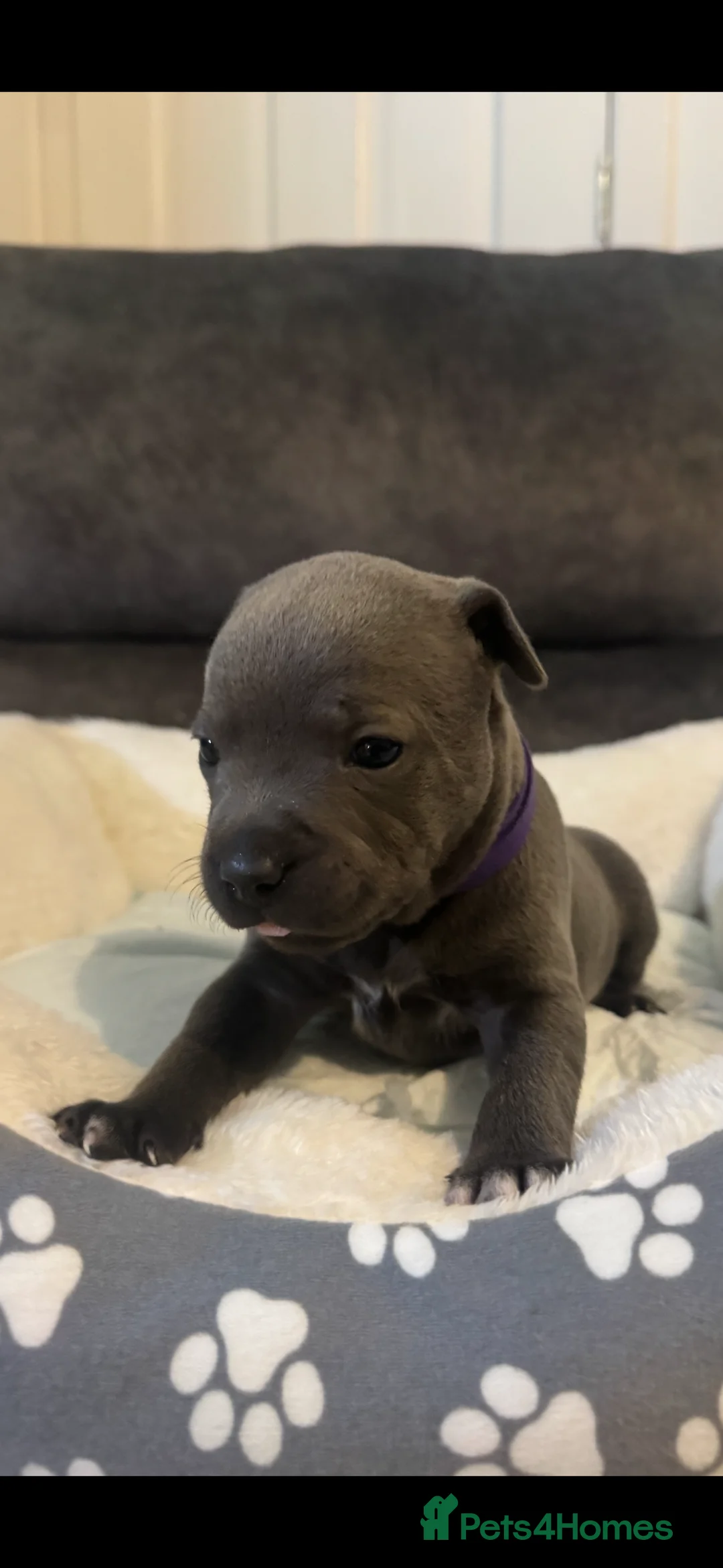 Staffordshire Bull Terrier dogs for sale: Staff puppies  - Advert 11
