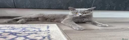 British Shorthair cats for sale: British shorthair blue /Adorable kittens  - Advert 17