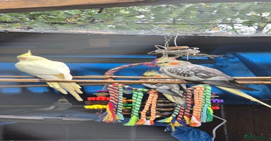 Cockatiels birds 4 cockatiels lutino and cinnamon babies plus cage - Advert 10