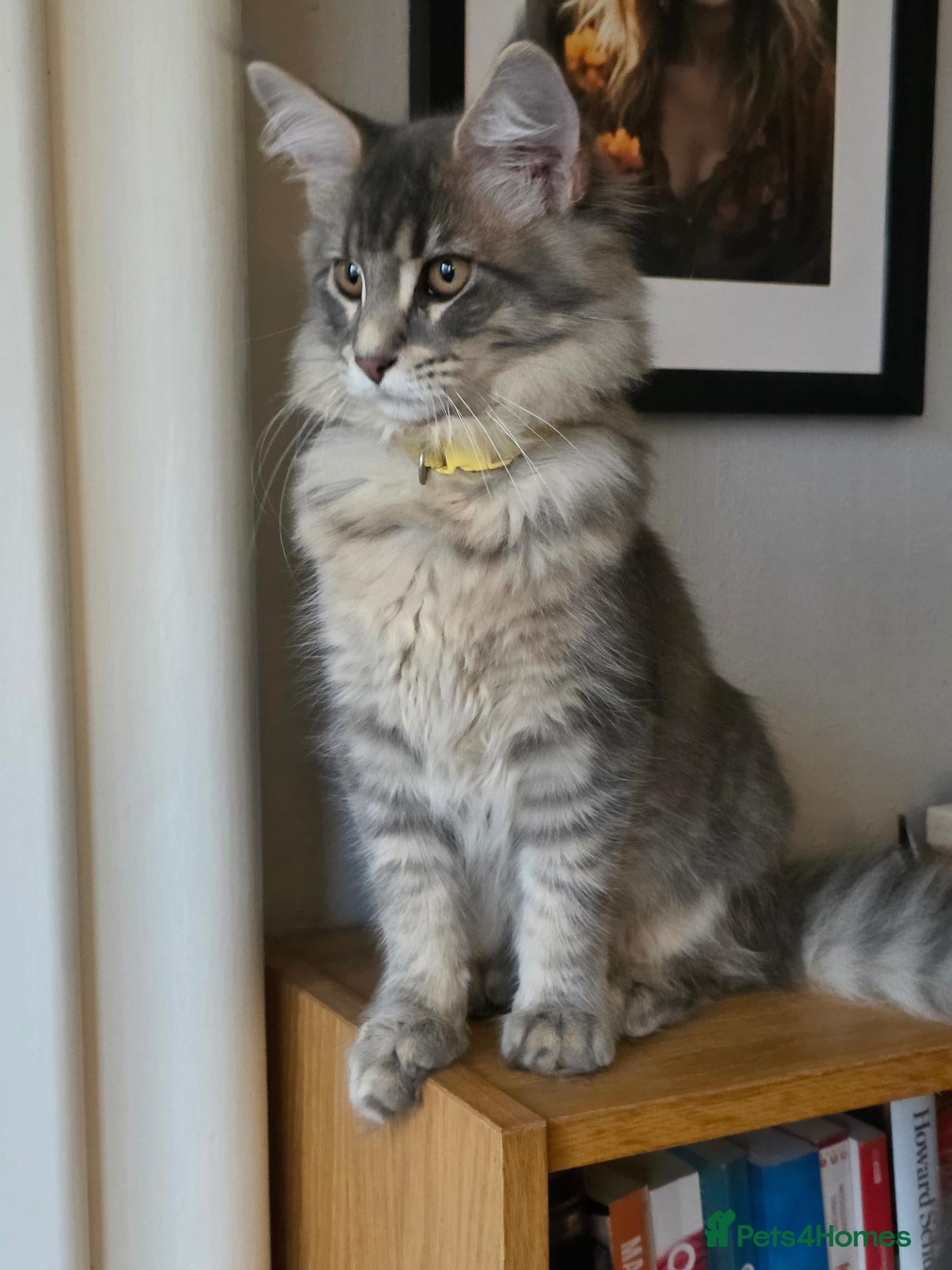 Maine Coon cats ❤️ TICA Registered Maine Coon Kittens Ready Now ❤️ - Advert 1