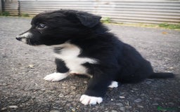 Border Collie dogs for sale: Beautiful Fluffy Collie Puppies  - Image 17