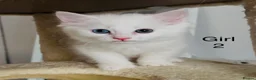 Persian cats for sale: Persian cross Angora kittens r in London - Advert 9