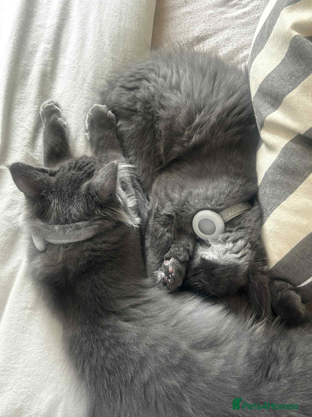 Maine Coon cats for sale: BlueSmoke Male Maine Coon🐾TICA Reg! ACTIVE!!  - Advert 20