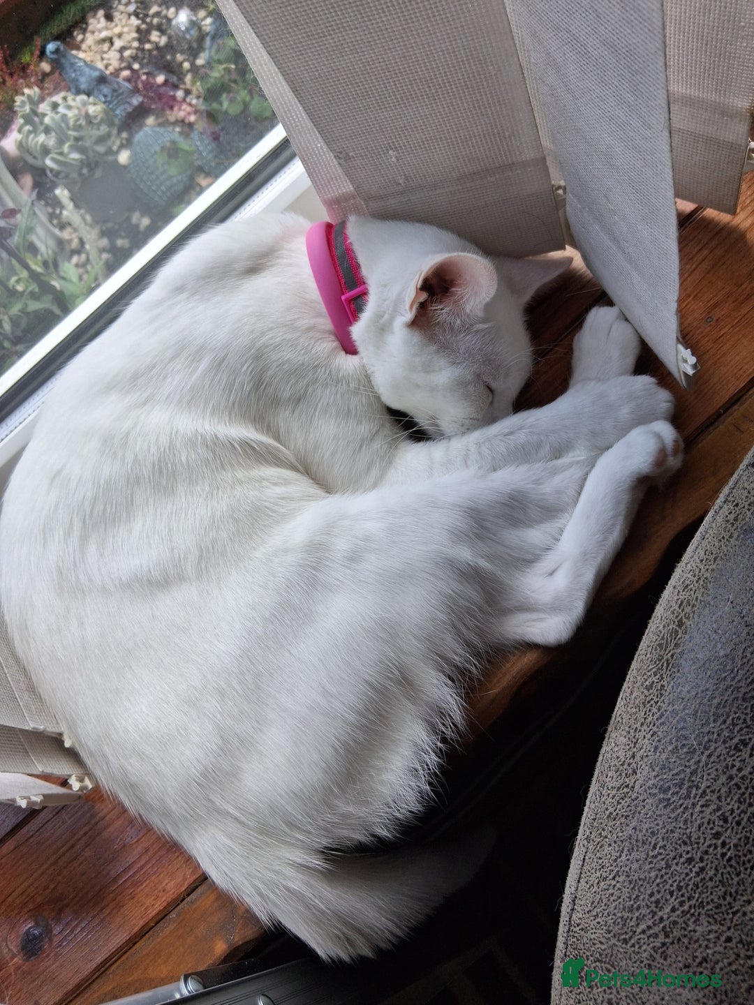 Khao Manee cats for sale: Khao Manee Diamond Eye cat White all over - Image 7