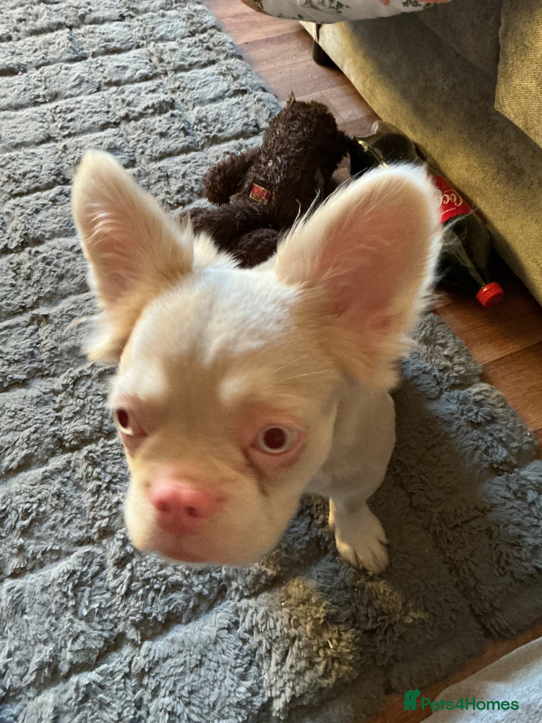 French Bulldog dogs for sale: beautiful kc rare pink fluffy french bulldog  - Advert 7