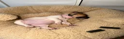 Jack Russell dogs for sale: Jack Russel puppy - Advert 1