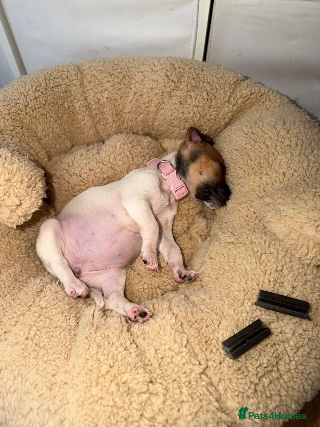 Jack Russell dogs for sale: Jack Russel puppy - Advert 1