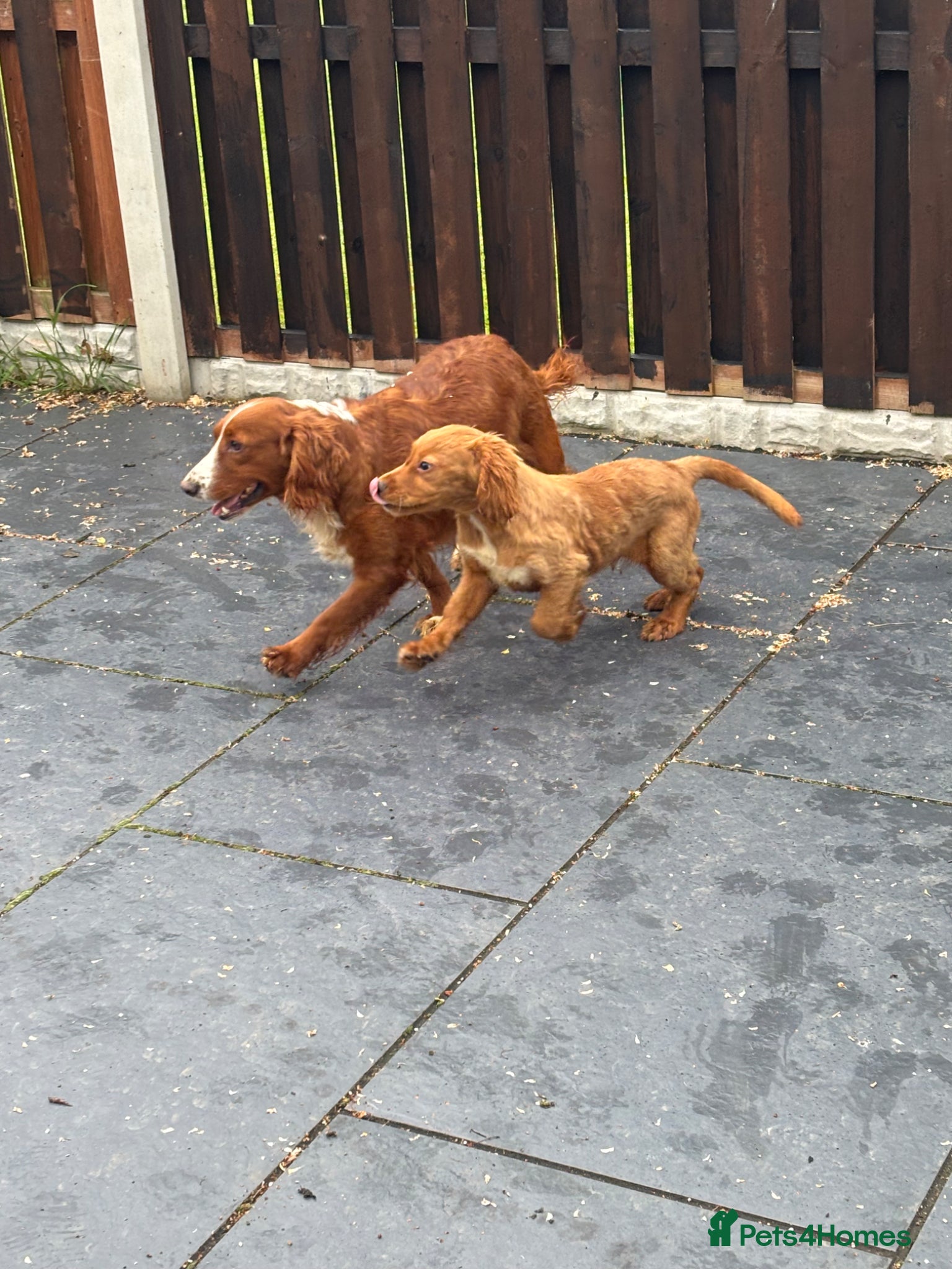 Cockerdor dogs 4 male cockerdor puppies for sale 🐾  - Advert 2