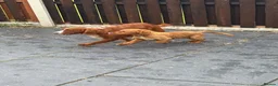 Cockerdor dogs for sale: 4 male cockerdor puppies for sale 🐾  - Advert 2