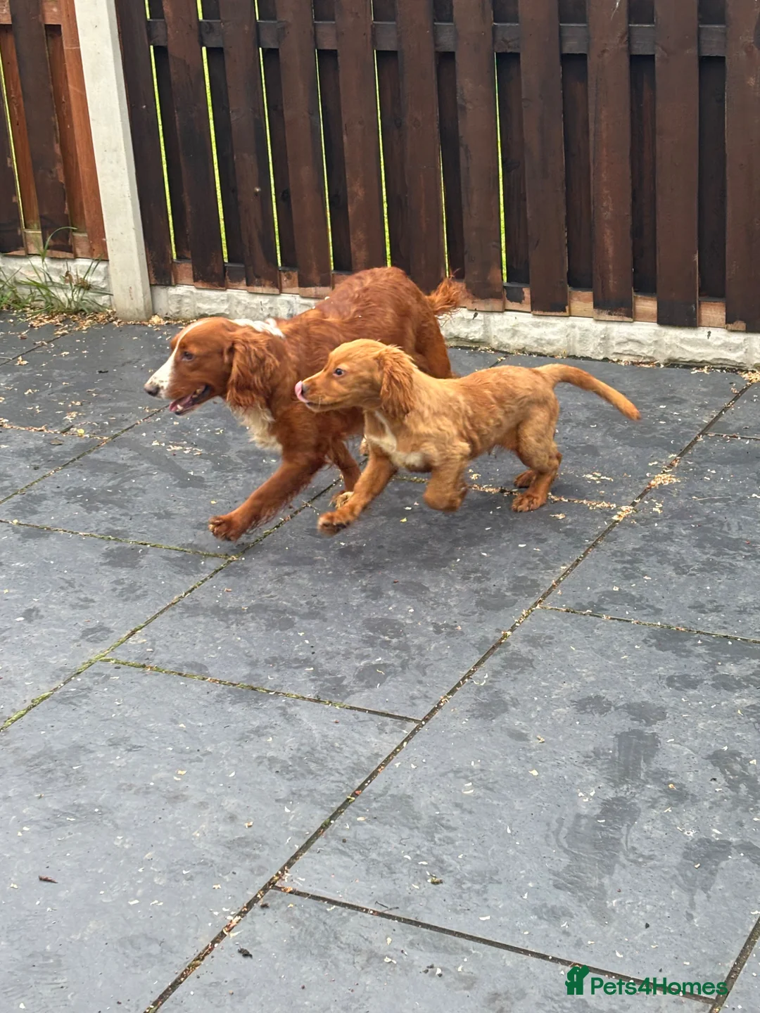 Cockerdor dogs for sale: 4 male cockerdor puppies for sale 🐾  - Advert 2