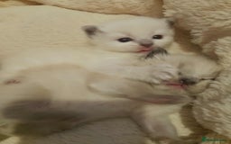 Ragdoll cats for sale: ♥️Beautiful Ragdoll Kittens ❤️😻😻😻 - Image 6