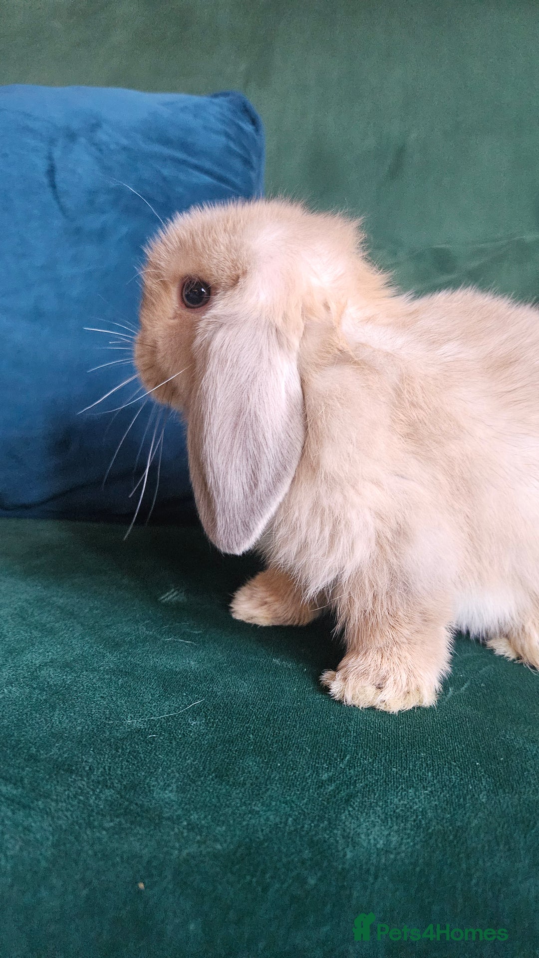 Mini Lop rabbits for sale: Ready to leave cuddly mini lops - Advert 12