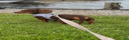 Miniature Dachshund dogs for sale: Lovely Miniature Dachshund - Choc and Tan in Winsford - Advert 4