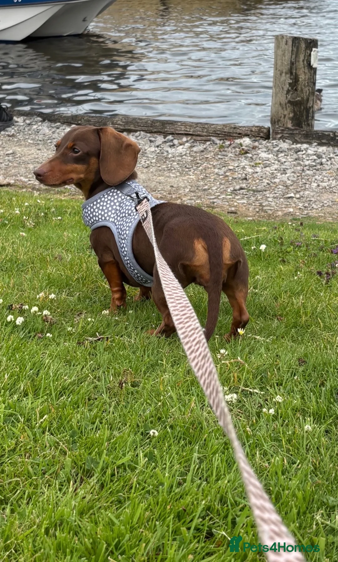 Miniature Dachshund dogs for sale: Lovely Miniature Dachshund - Choc and Tan in Winsford - Advert 4