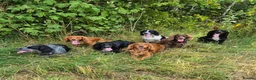 Cocker Spaniel dogs for sale: Two beautiful male pups available  - Advert 5