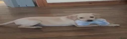 Labrador Retriever dogs for sale: FtCh Sired puppy  - Advert 7