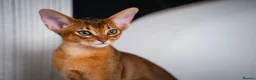 Abyssinian cats for sale: Stunning Wild Ruddy Abyssinian|TICA|Super friendly - Advert 14