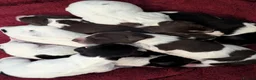 German Shorthaired Pointer dogs for sale: Gorgeous Black and Liver ticked GSP puppies - Advert 17