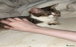 American Shorthair cats for sale: 8 months old kitten for sale - Image 4
